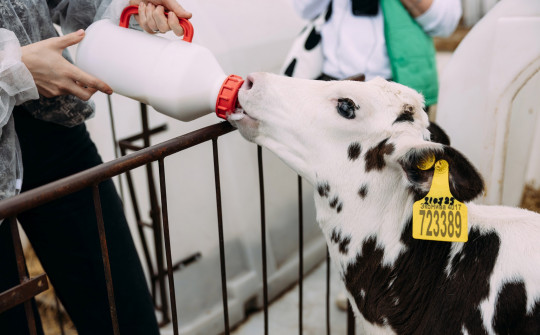 Дни любителей сыра